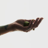 Chocolate Delights • Matcha